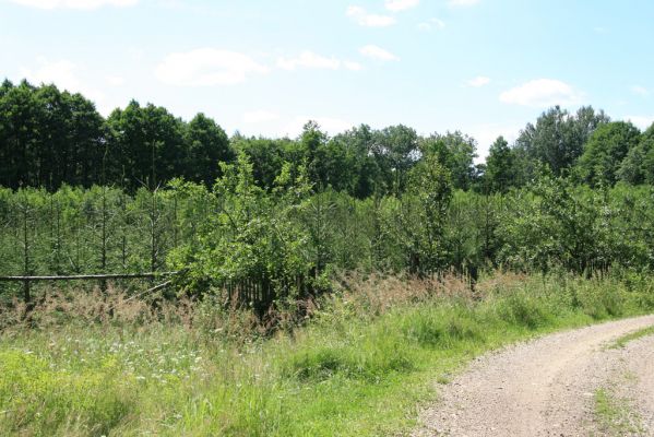 Albrechtice - Nová Ves, 27.7.2011
Bývalá podmáčená louka u Novoveského rybníka. Biotop tesaříka Brachyleptura tesserula zanikl vysazením smrkové plantáže.
Schlüsselwörter: Albrechtice Nová Ves Brachyleptura tesserula