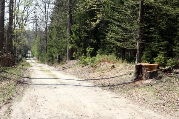 Albrechtice nad Orlicí, 21.4.2011
V lesních plantážích mezi Buky u Vysokého Chvojna a Orlicí se starší a duté stromy neúprosně likvidují. Vlevo pařez podříznutého dubu. Co dodat...  
Keywords: Albrechtice nad Orlicí