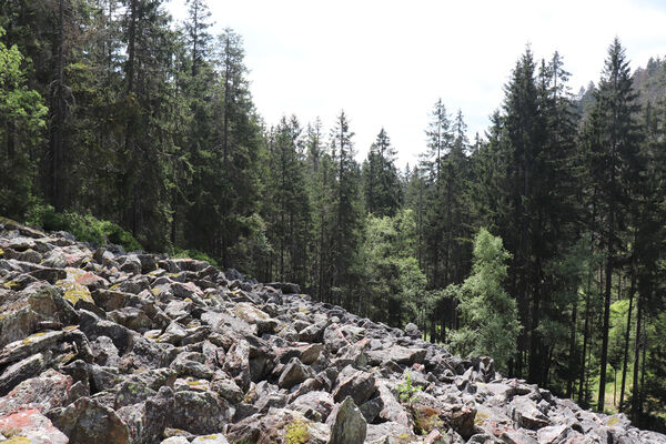 Železná Ruda, Alžbětín, 26.5.2023
Suťové pole v údolí Svarožné.
Mots-clés: Železná Ruda Alžbětín Svarožná údolí Svarožné Anostirus castaneus sulphuripennis purpureus