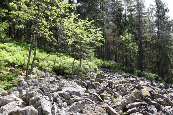 Železná Ruda, Alžbětín, 26.5.2023
Suťové pole v údolí Svarožné.
Mots-clés: Železná Ruda Alžbětín Svarožná údolí Svarožné Anostirus sulphuripennis purpureus