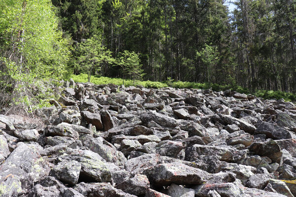 Železná Ruda, Alžbětín, 26.5.2023
Suťové pole v údolí Svarožné.
Mots-clés: Železná Ruda Alžbětín Svarožná údolí Svarožné Anostirus sulphuripennis purpureus