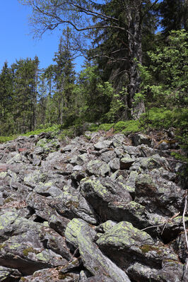 Železná Ruda, Alžbětín, 26.5.2023
Suťové pole v údolí Svarožné.
Klíčová slova: Železná Ruda Alžbětín Svarožná údolí Svarožné Anostirus sulphuripennis purpureus