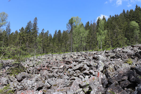 Železná Ruda, Alžbětín, 26.5.2023
Suťové pole v údolí Svarožné.
Mots-clés: Železná Ruda Alžbětín Svarožná údolí Svarožné Anostirus sulphuripennis purpureus