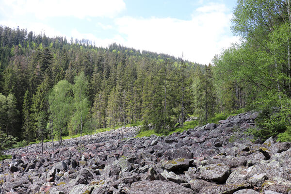 Železná Ruda, Alžbětín, 26.5.2023
Suťové pole v údolí Svarožné.
Klíčová slova: Železná Ruda Alžbětín Svarožná údolí Svarožné Anostirus sulphuripennis purpureus