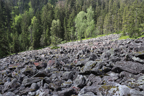 Železná Ruda, Alžbětín, 26.5.2023
Suťové pole v údolí Svarožné.
Klíčová slova: Železná Ruda Alžbětín Svarožná údolí Svarožné Anostirus sulphuripennis purpureus