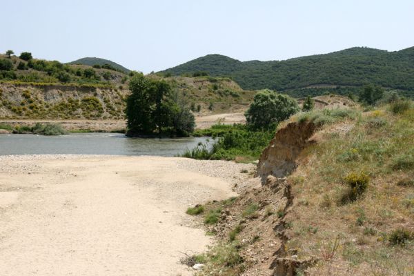 Séres, Amfípoli, 4.6.2008
Strímonas a její vyschlé boční koryto. 
Mots-clés: Séres Amfípoli Strímonas Paracardiophorus musculus Zorochros alysidotus