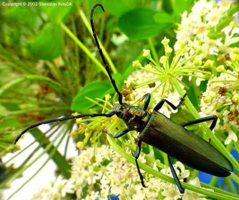 Tesařík pižmový (Aromia moschata)
Typický obyvatel břehových porostů a lužních pastvin, vyvíjí se ve vrbách. Další obrázky naleznete na http://www.meloidae.com/thumbnails.php?album=457
Schlüsselwörter: Opatovice lužní les slepé rameno břehový porost vrba tesařík pižmový Aromia moschata