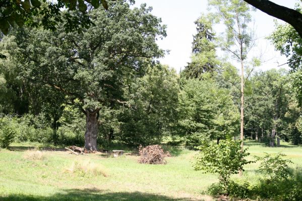 Bílé Poličany, 19.7.2015
Duby v zámeckém parku.



Keywords: Bílé Poličany zámecký park