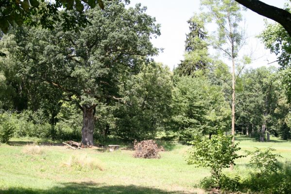 Bílé Poličany, 19.7.2015
Duby v zámeckém parku.



Klíčová slova: Bílé Poličany zámecký park