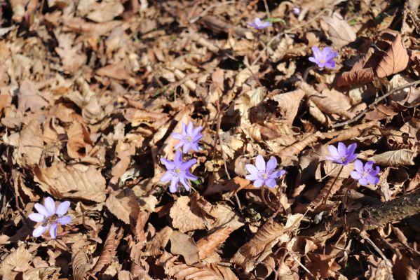 Žernov, 19.3.2022
Babiččino údolí - jaterník podléška.
Klíčová slova: Žernov Babiččino údolí