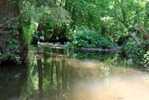 Trutnov, Babí, 2.6.2022
Meandry Ličné.
Klíčová slova: Trutnov Babí řeka Ličná