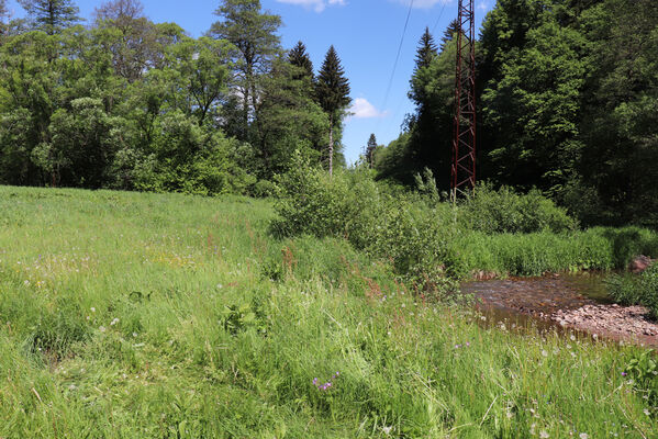 Trutnov, Babí, 2.6.2022
Údolí Ličné - tábor.
Klíčová slova: Trutnov Babí řeka Ličná tábor Aplotarsus angustulus