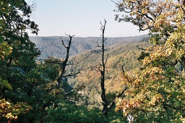 Babice nad Svitavou, 6.10.2006
Les na hřbetu nad penzionem U Kamenného kola. Vyhlídka na západ.

Mots-clés: Babice nad Svitavou Josefovské údolí