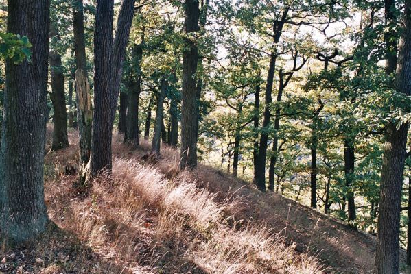 Babice nad Svitavou, 6.10.2006
Les na hřbetu nad penzionem U Kamenného kola.

Klíčová slova: Babice nad Svitavou Josefovské údolí Stenagostus rhombeus Procraerus tibialis