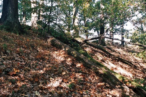 Babice nad Svitavou, 6.10.2006
Les na hřbetu nad penzionem U Kamenného kola.

Mots-clés: Babice nad Svitavou Josefovské údolí Ampedus cinnabarinus pomorum