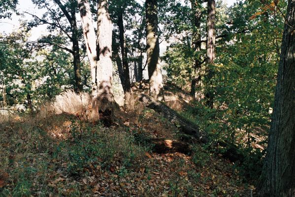 Babice nad Svitavou, 6.10.2006
Les na hřbetu nas penzionem U Kamenného kola.
Schlüsselwörter: Babice nad Svitavou Ampedus nigerrimus pomorum