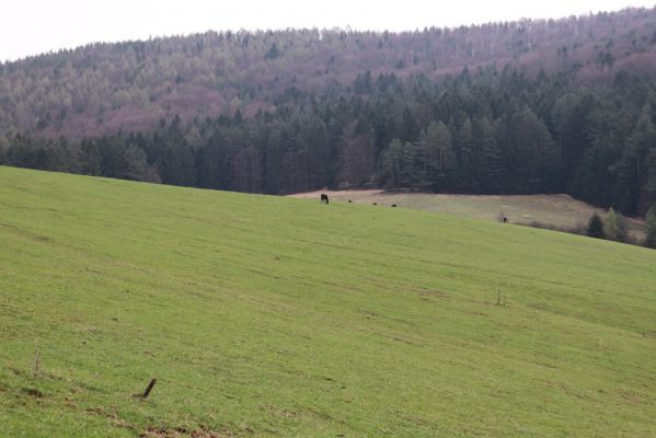 Lietavská Svinná-Babkov, 11.4.2019
Babkov, pastvina.
Mots-clés: Lietavská Svinná-Babkov