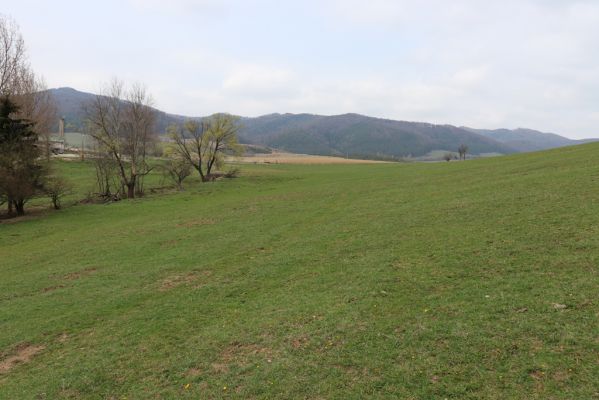 Lietavská Svinná-Babkov, 11.4.2019
Babkov, pastvina.
Keywords: Lietavská Svinná-Babkov