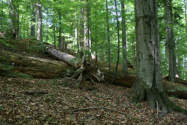 Kremnické vrchy, Badínsky prales, 25.5.2012
Jedle umírají, bukům se zde daří.
Schlüsselwörter: Kremnické vrchy Badín Badínsky prales Ceruchus chrysomelinus