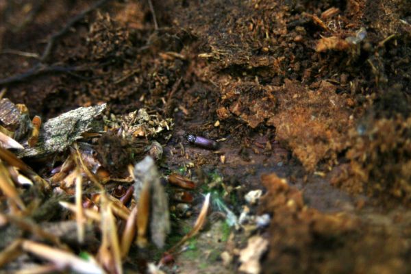 Kremnické vrchy, Badínsky prales, 25.5.2012
Vzácný pralesní relikt Rhysodes sulcatus pod kůrou padlého kmenu jedle.
Schlüsselwörter: Kremnické vrchy Badín Badínsky prales Rhysodes sulcatus