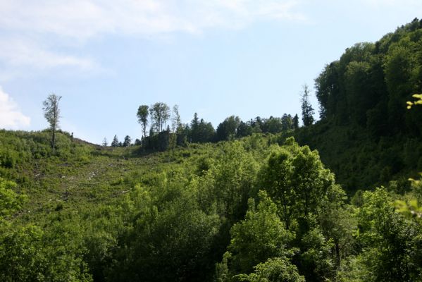 Kremnické vrchy, Badínska dolina, 25.5.2012
Holosečná těžba neúprosně ničí přirozené jedlobukové lesy Badínske doliny... 
Schlüsselwörter: Kremnické vrchy Badín Badínska dolina