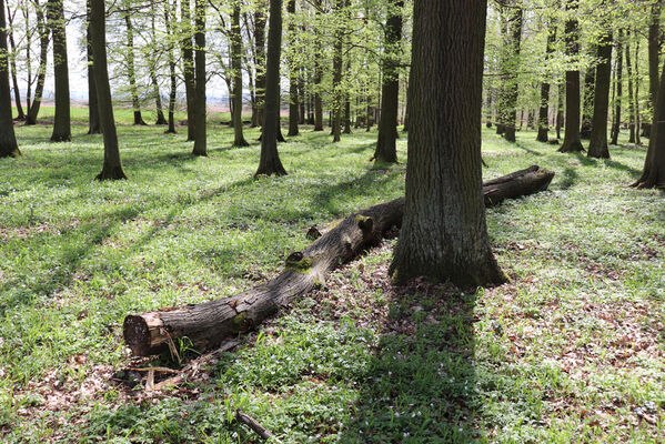 Barchov, 26.4.2022
Les u Výklenkové kaple. Padlá lípa - biotop kovaříka Stenagostus rhombeus.
Klíčová slova: Barchov u Výklenkové kaple Stenagostus rhombeus