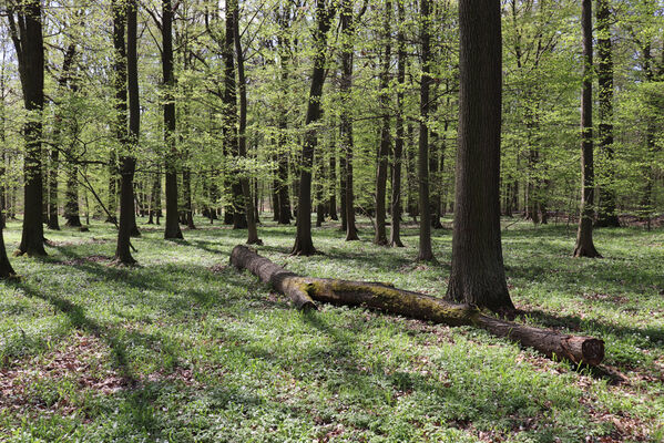 Barchov, 26.4.2022
Les u Výklenkové kaple. Padlá lípa - biotop kovaříka Stenagostus rhombeus.
Mots-clés: Barchov u Výklenkové kaple Stenagostus rhombeus