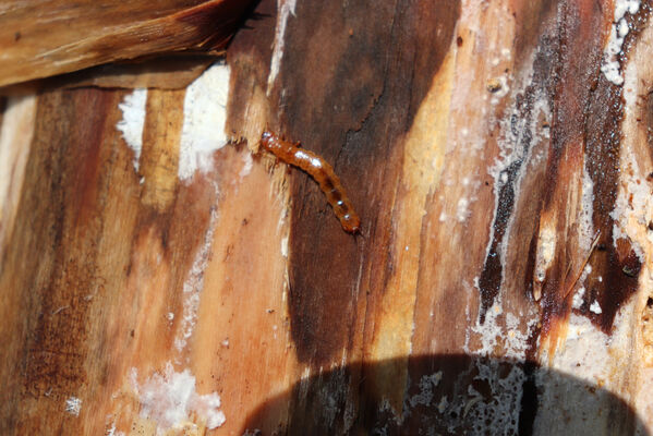 Barchov, 26.4.2022
Les u Výklenkové kaple. Padlá lípa - larva lesáka Cucujus cinnaberinus pod kůrou lípy.
Mots-clés: Barchov u Výklenkové kaple Stenagostus rhombeus