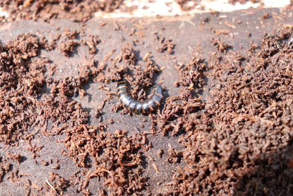 Barchov, 26.4.2022
Velký les. Larva kovaříka Stenagostus rhombeus.
Keywords: Barchov Velký les Stenagostus rhombeus