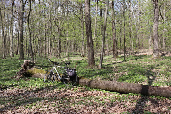 Barchov, 26.4.2022
Velký les. Biotop kovaříka Stenagostus rhombeus.
Klíčová slova: Barchov Velký les Stenagostus rhombeus