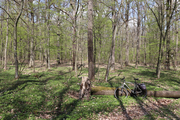 Barchov, 26.4.2022
Velký les. Biotop kovaříka Stenagostus rhombeus.
Keywords: Barchov Velký les Stenagostus rhombeus