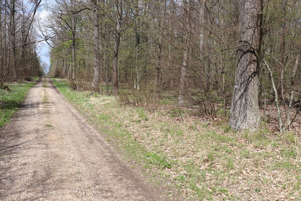 Barchov, 26.4.2022
Velký les
Schlüsselwörter: Barchov Velký les