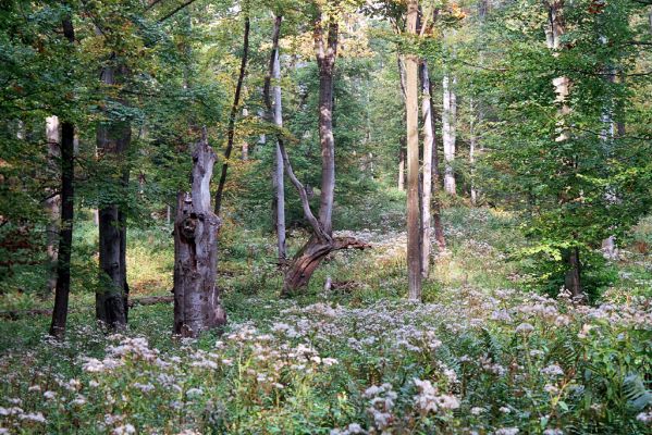 Bardejov, 1.10.2004
Bardejovské Kúpele, Kamenná hora. Lovecký chodník nad Mníchovskou dolinou.



Mots-clés: Bardejov Bardejovské Kúpele Kamenná hora