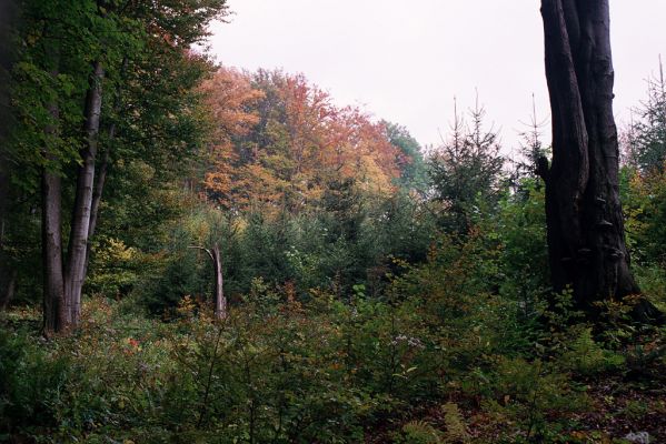 Bardejov, 1.10.2004
Bardejovské Kúpele, Kamenná hora. Lovecký chodník nad Mníchovskou dolinou.



Klíčová slova: Bardejov Bardejovské Kúpele Kamenná hora