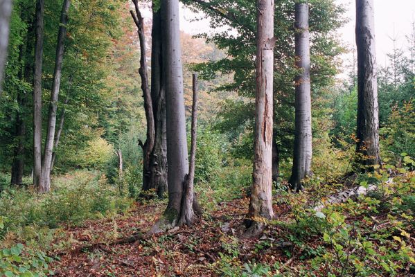 Bardejov, 1.10.2004
Bardejovské Kúpele, Kamenná hora. Lovecký chodník nad Mníchovskou dolinou.


Mots-clés: Bardejov Bardejovské Kúpele Kamenná hora