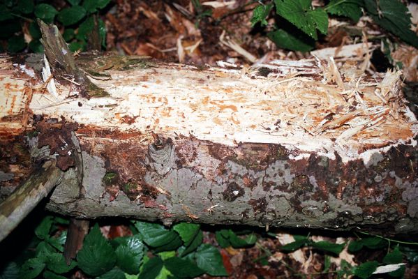 Bardejov, 1.10.2004
Bardejovské Kúpele, sedlo Čerešňa. Jedle osídlená kovaříky Ampedus melanurus.



Klíčová slova: Bardejov Bardejovské Kúpele sedlo Čerešňa Ampedus melanurus