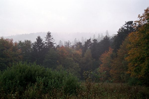 Bardejov, 1.10.2004
Lesy v okolí Kúpeľného potoka.
Klíčová slova: Bardejov Bardejovské Kúpele Kúpeľný potok