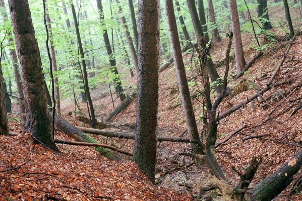 Bardejov, 1.10.2004
Dolina Kúpeľného potoka.


Klíčová slova: Bardejov Bardejovské Kúpele Kúpeľný potok