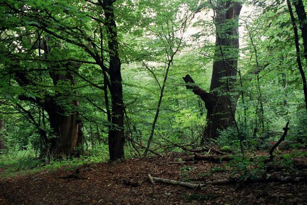 Zborov, 2.10.2004
Okolí hradu Zborov.



Schlüsselwörter: Zborov hrad