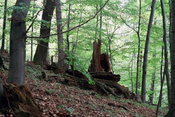 Zborov, 2.10.2004
Okolí hradu Zborov.

Schlüsselwörter: Zborov hrad Ampedus hjorti