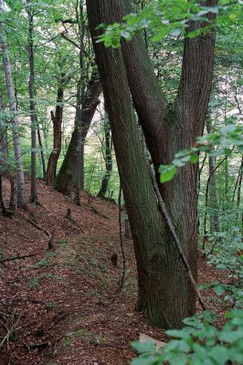 Zborov, 2.10.2004
Okolí hradu Zborov.


Klíčová slova: Zborov hrad