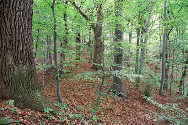 Zborov, 2.10.2004
Okolí hradu Zborov.


Schlüsselwörter: Zborov hrad