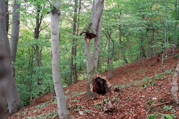 Zborov, 2.10.2004
Okolí hradu Zborov.



Mots-clés: Zborov hrad