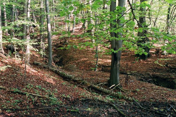 Bardejov, 2.10.2004
Stebnická Magura. Dolina na východním úpatí vrchu Stavenec.
Klíčová slova: Bardejov Dlhá Lúka Stebnická Magura Stavenec Ampedus melanurus