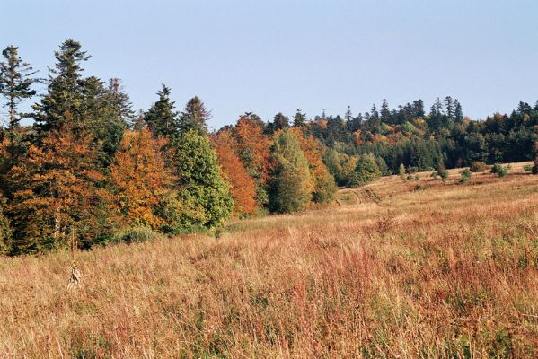 Bardejov, 2.10.2004
Okolí Kúpeľného potoka.



Klíčová slova: Bardejov Bardejovské Kúpele Kúpeľný potok