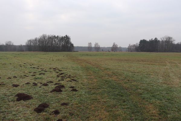 Hrobice, 15.12.2021
Rybník Baroch - pastvina.
Mots-clés: Hrobice rybník Baroch Exmoorský pony