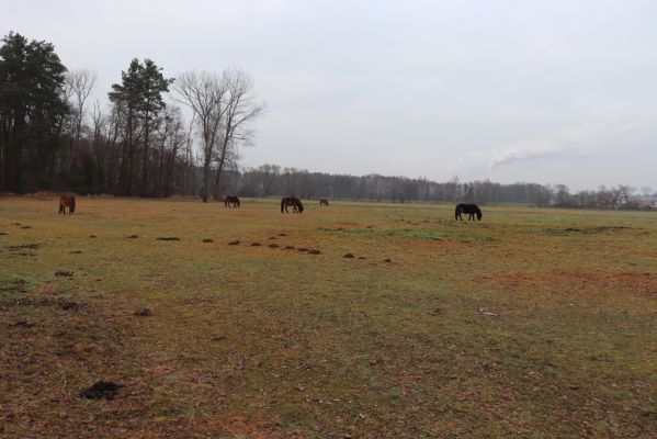 Hrobice, 15.12.2021
Rybník Baroch, pastvina - Exmoorský pony.
Schlüsselwörter: Hrobice rybník Baroch Exmoorský pony