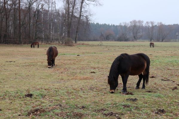 Hrobice, 15.12.2021
Rybník Baroch, pastvina - Exmoorský pony.
Klíčová slova: Hrobice rybník Baroch Exmoorský pony