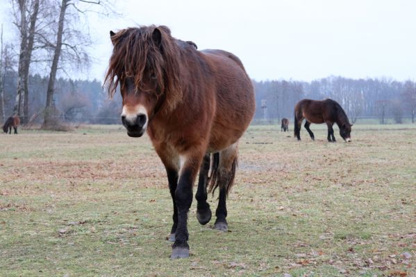 Hrobice, 15.12.2021
Rybník Baroch, pastvina - Exmoorský pony.
Schlüsselwörter: Hrobice rybník Baroch Exmoorský pony