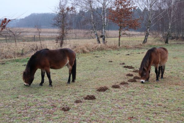 Hrobice, 15.12.2021
Rybník Baroch, pastvina - Exmoorský pony.
Klíčová slova: Hrobice rybník Baroch Exmoorský pony